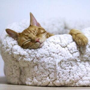 7º Ciclo Descanso